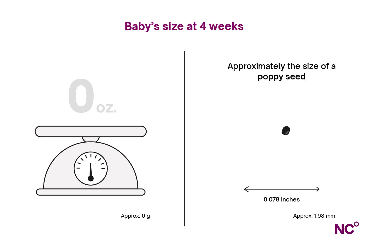 infographic showing baby's size at 4 weeks pregnant