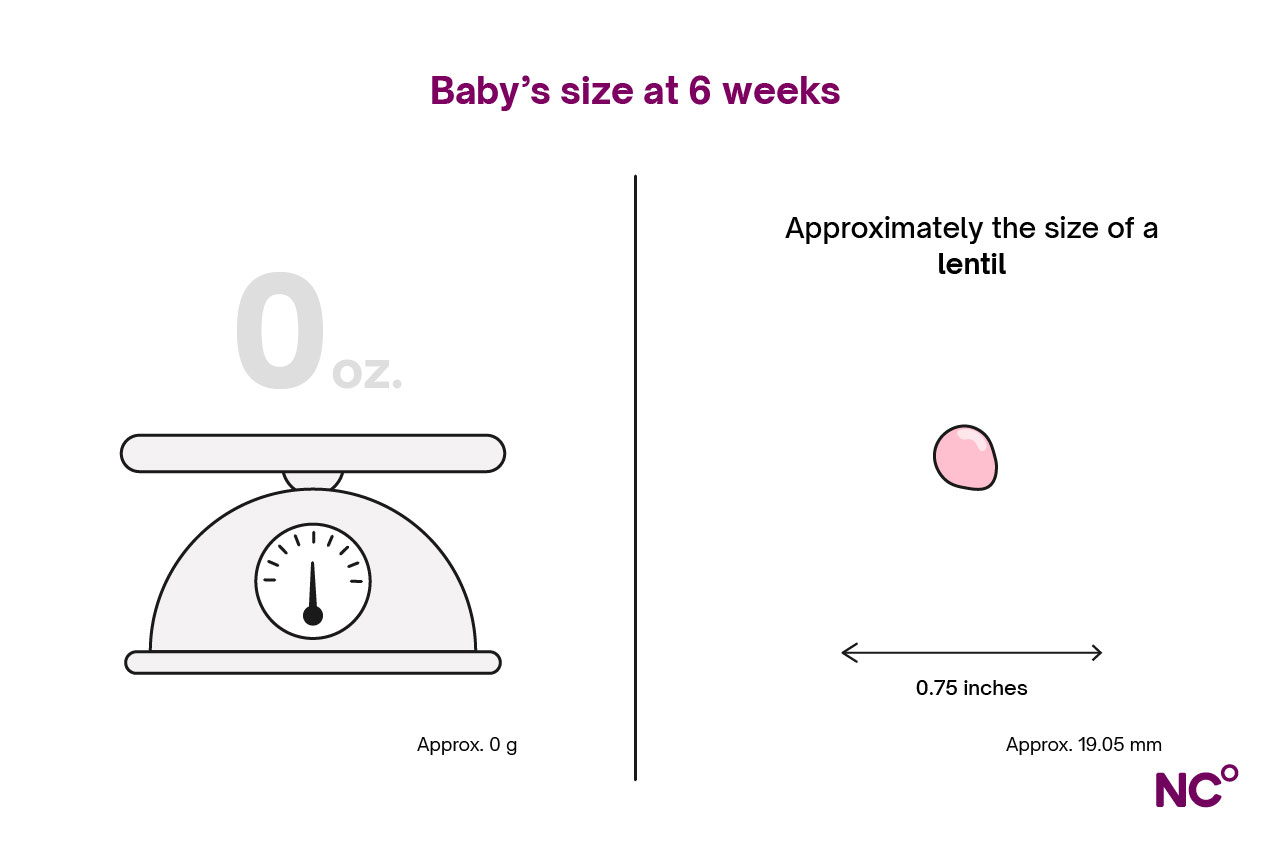 Infographic showing baby's size at 6 weeks pregnant