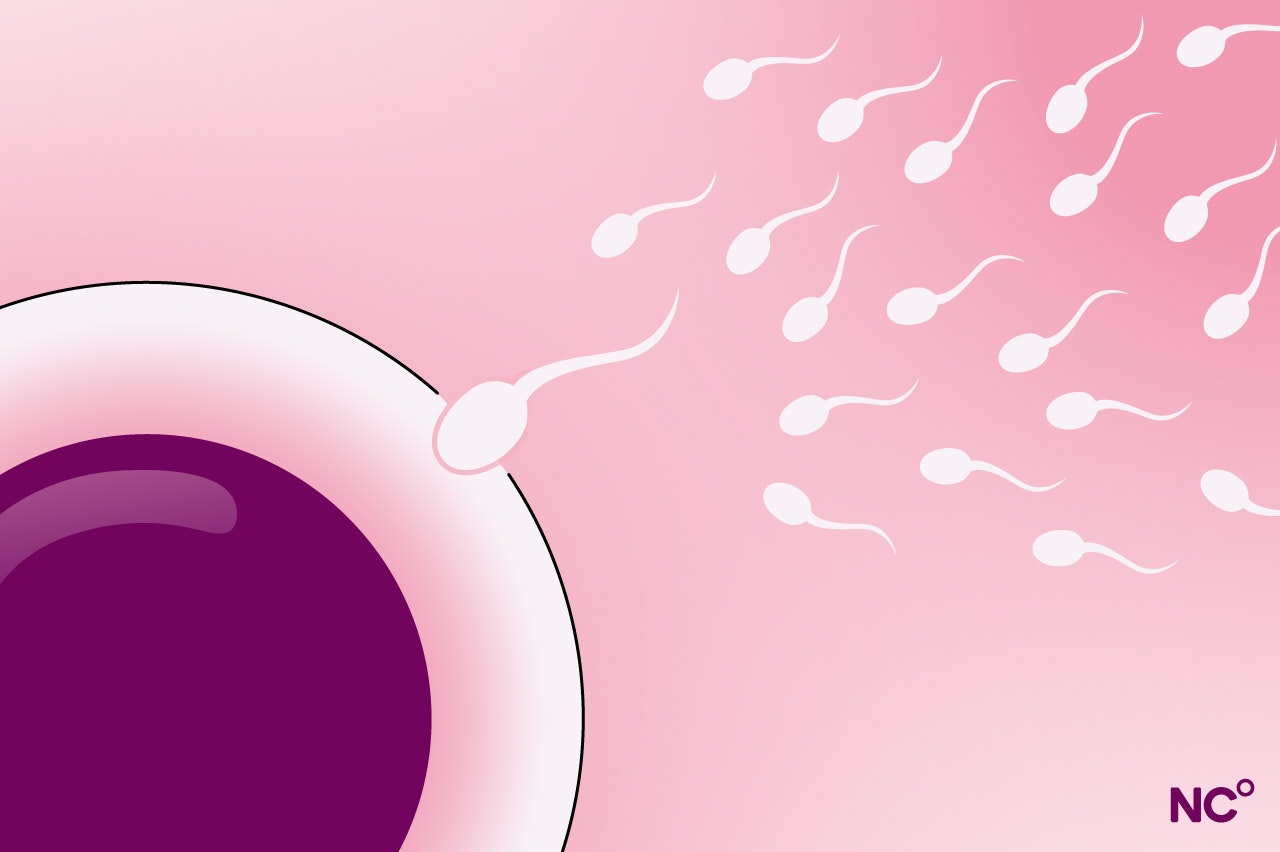 Sperm fertilizing an egg