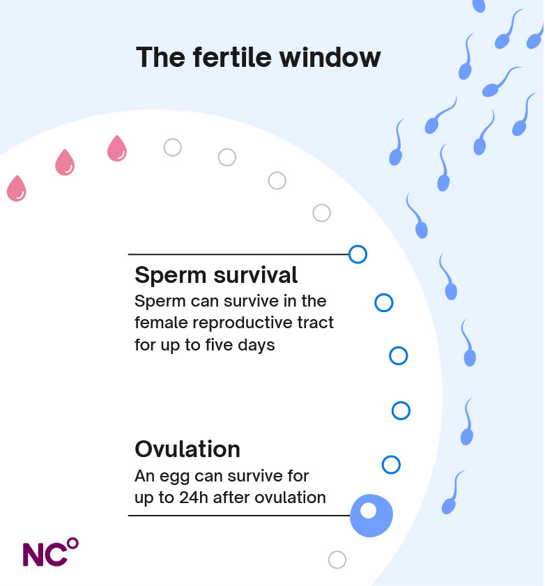 Illustration of a menstrual cycle with the six-day fertile window marked in blue