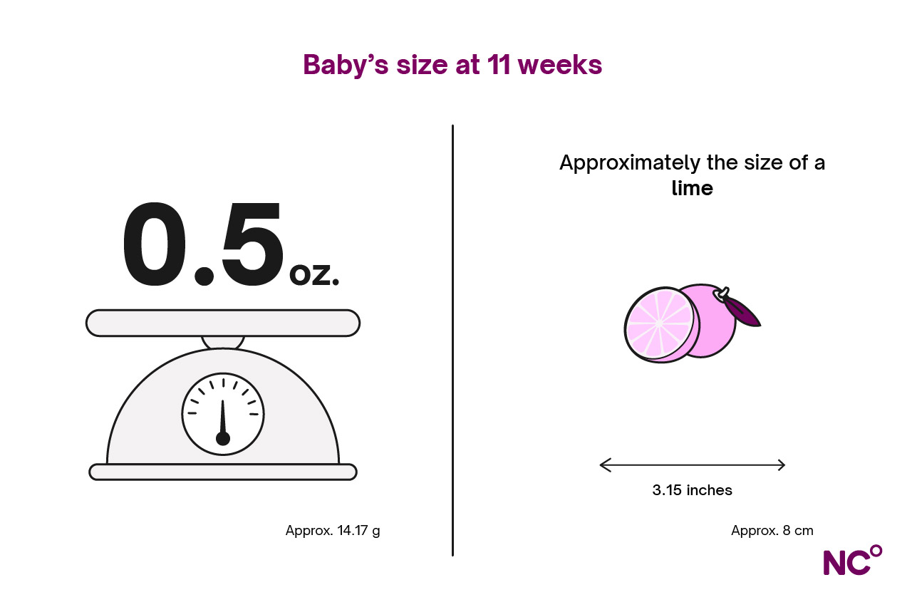 Infographic showing baby\s development at 11 weeks