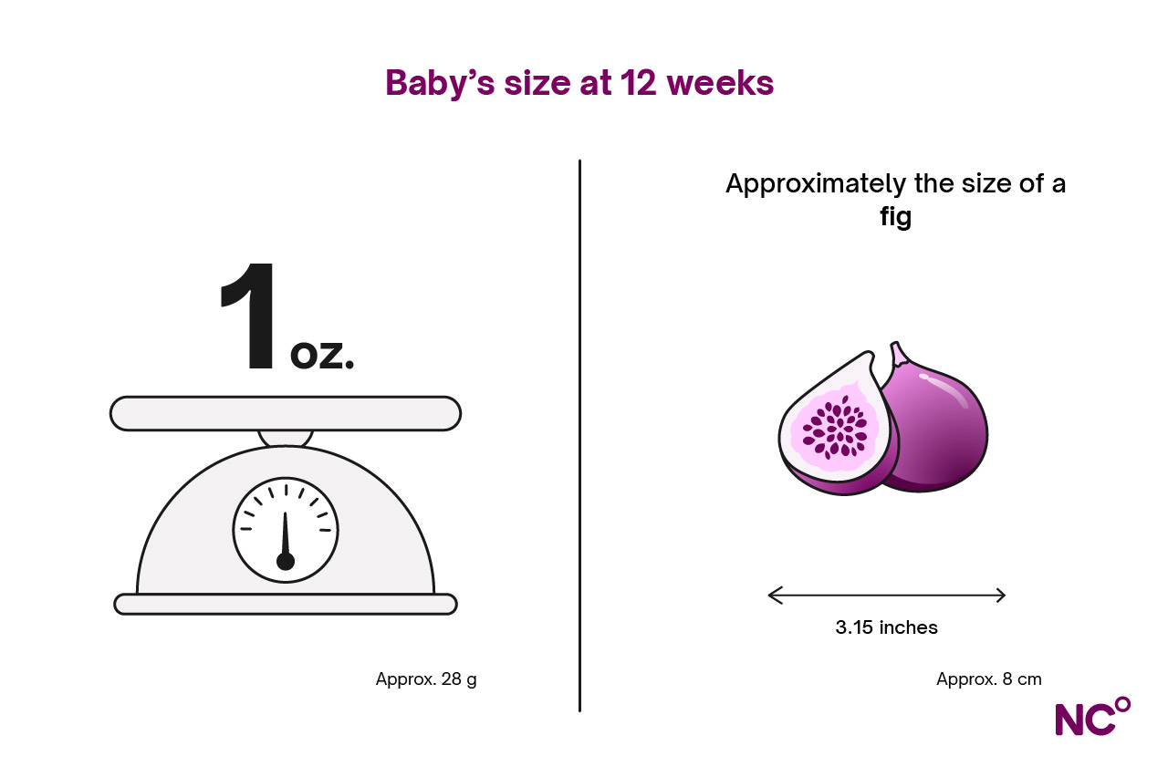 Infrographic showing baby's size at 12 weeks of pregnancy
