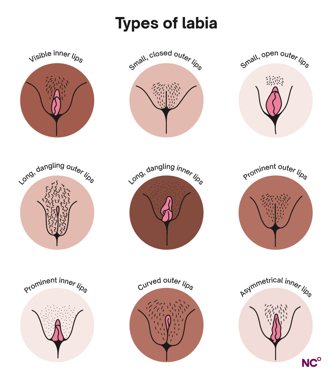 Infographic showing the visual difference betweem the types of labia listed in the article with a variety of different vulvas in different shapes and colors