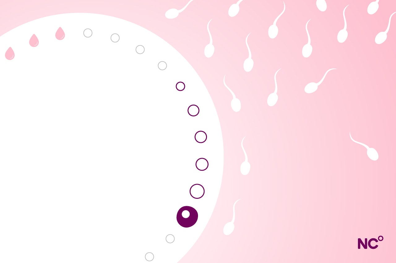 Image showing the menstrual cycle in a circle with period blood and an egg marking out the key phases of menstruation and ovulation, white sperm are swimming on a pink background beside the circle
