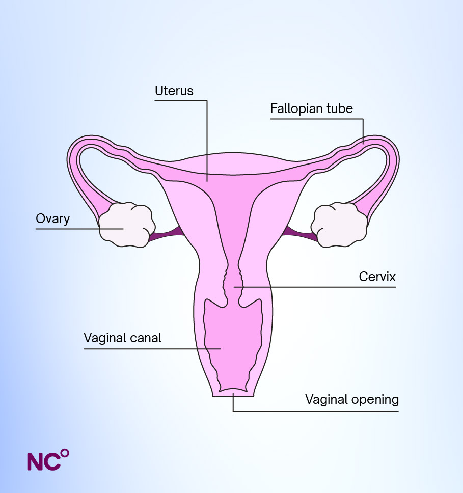 Infographic showing the female reproductive system showing the vaginal opening at the bottom, then then the vaginal canal, then up to the cervix, with the ovaries shown slightly higher on either side, with the fallopian tubes slightly above those, and the uterus in the middle.  