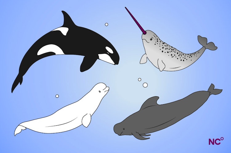 Illustration of an orca, a narwhal and beluga and pilot whales swimming on a blue background