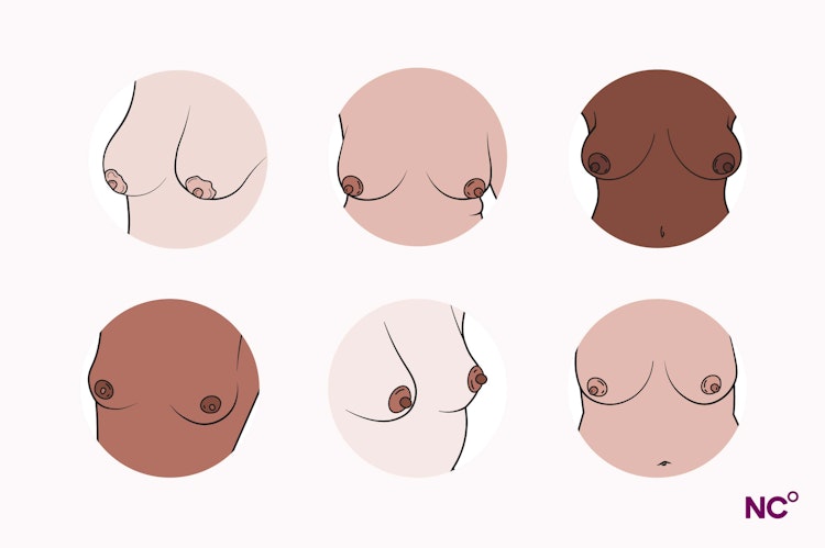 Illustration of 6 different torsos showing 6 different pairs of breasts and nipples in different colors and shapes