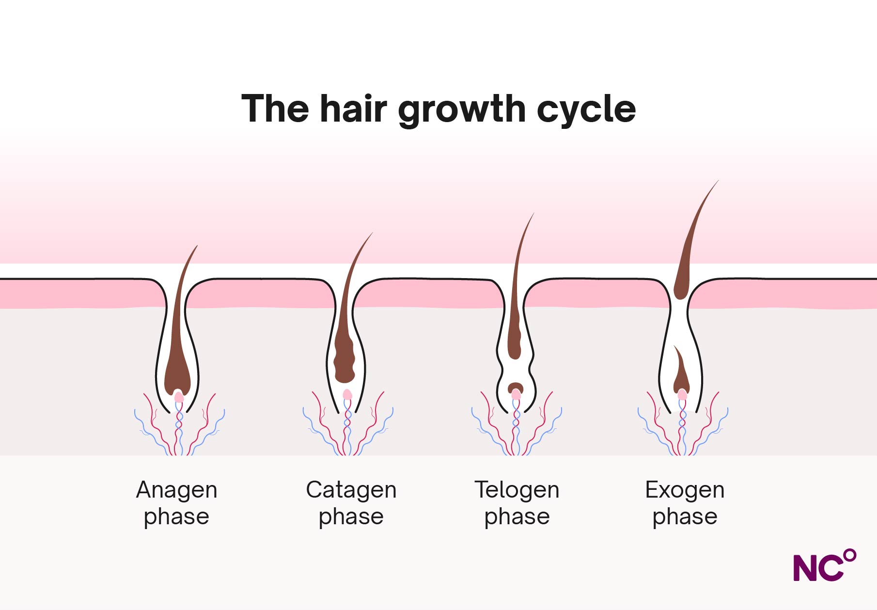 Infographic showing the hair growth cycle