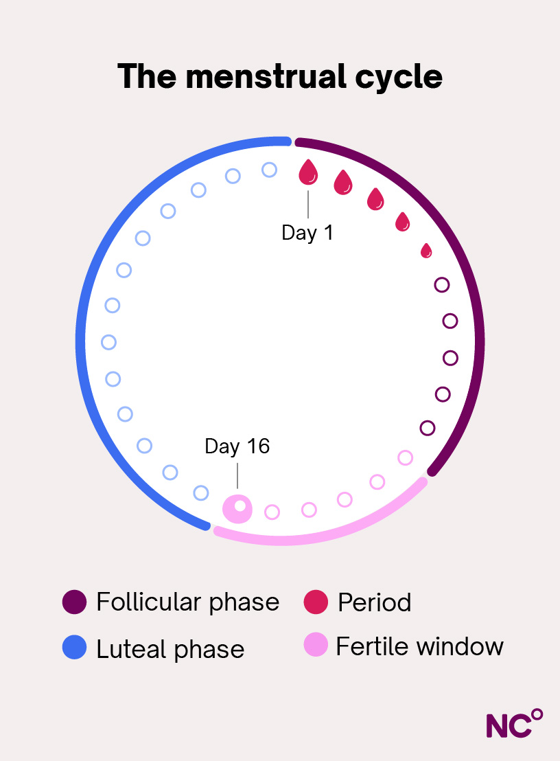 Illustation of the follicular and luteal phases with cycle day one marked on the first period day and ovulation marked on day 16