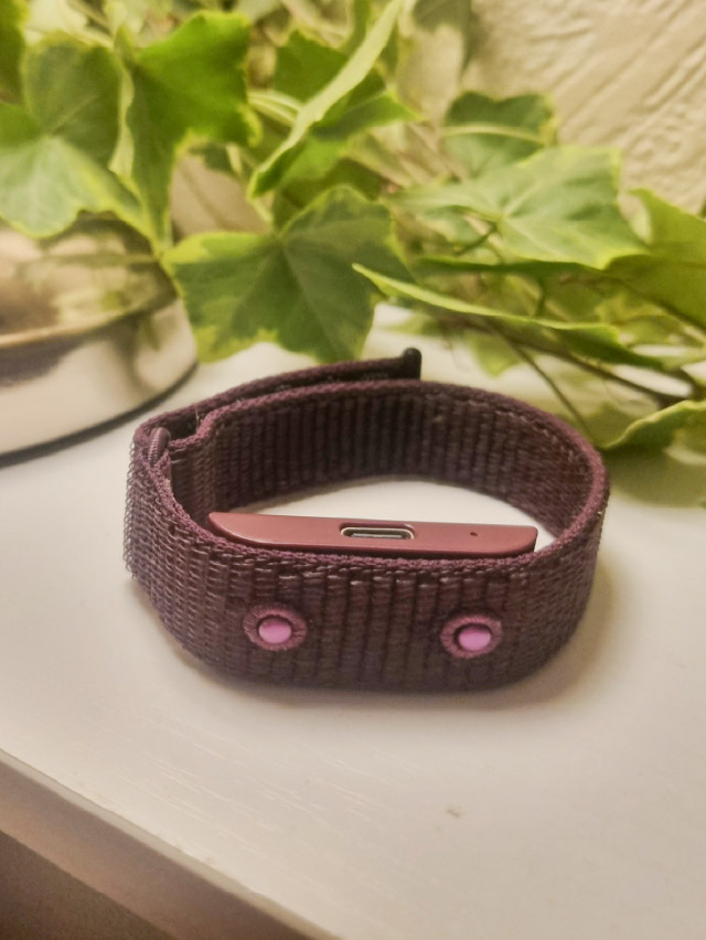 Image of the NC° Band with a plant in the background