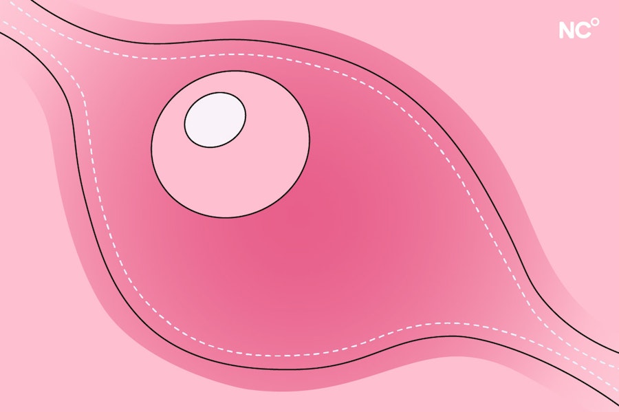 Illustration of an egg cell moving through the fallopian tubes