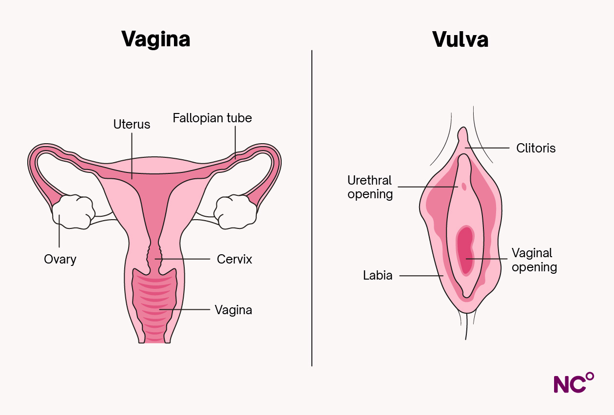 Infographic showing the vagina and the vulva