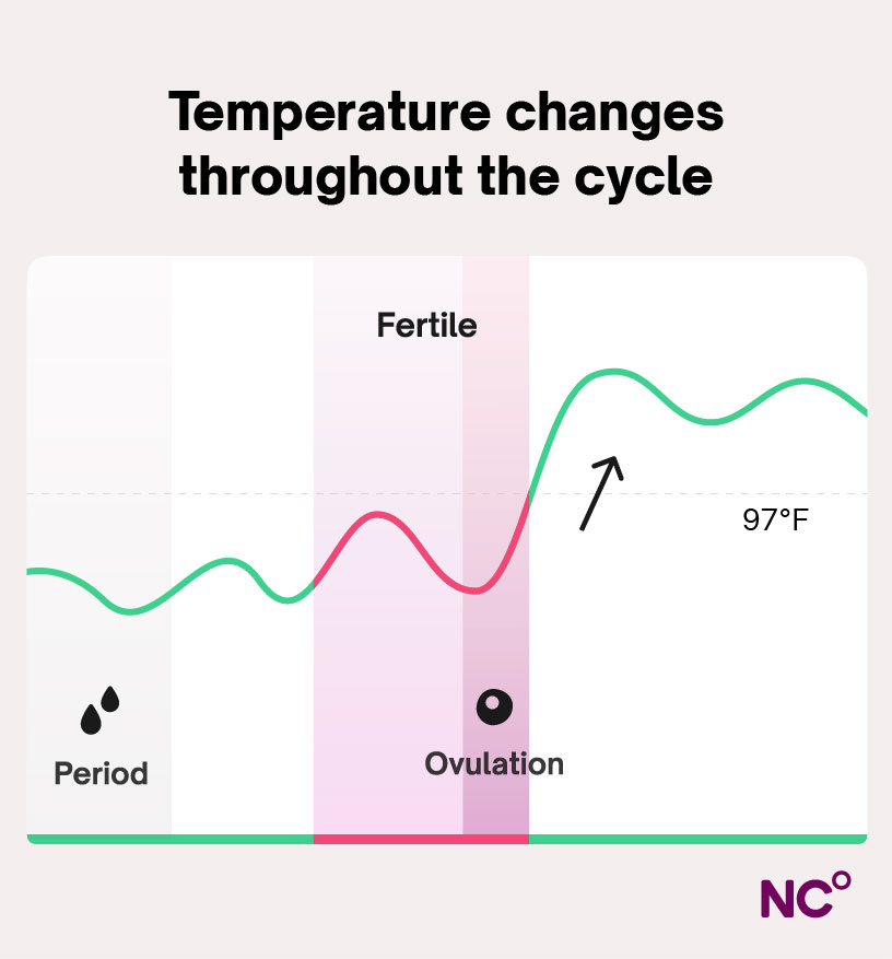 Infographic showing how temperature rises after ovulation in the menstrual cycle