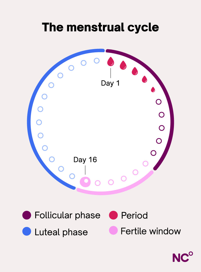 Infographic showing the different phases of the cycle