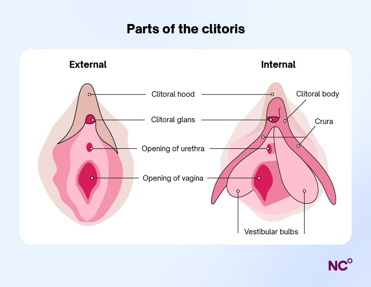 Diagram showing the different internal and external parts of the clitoris