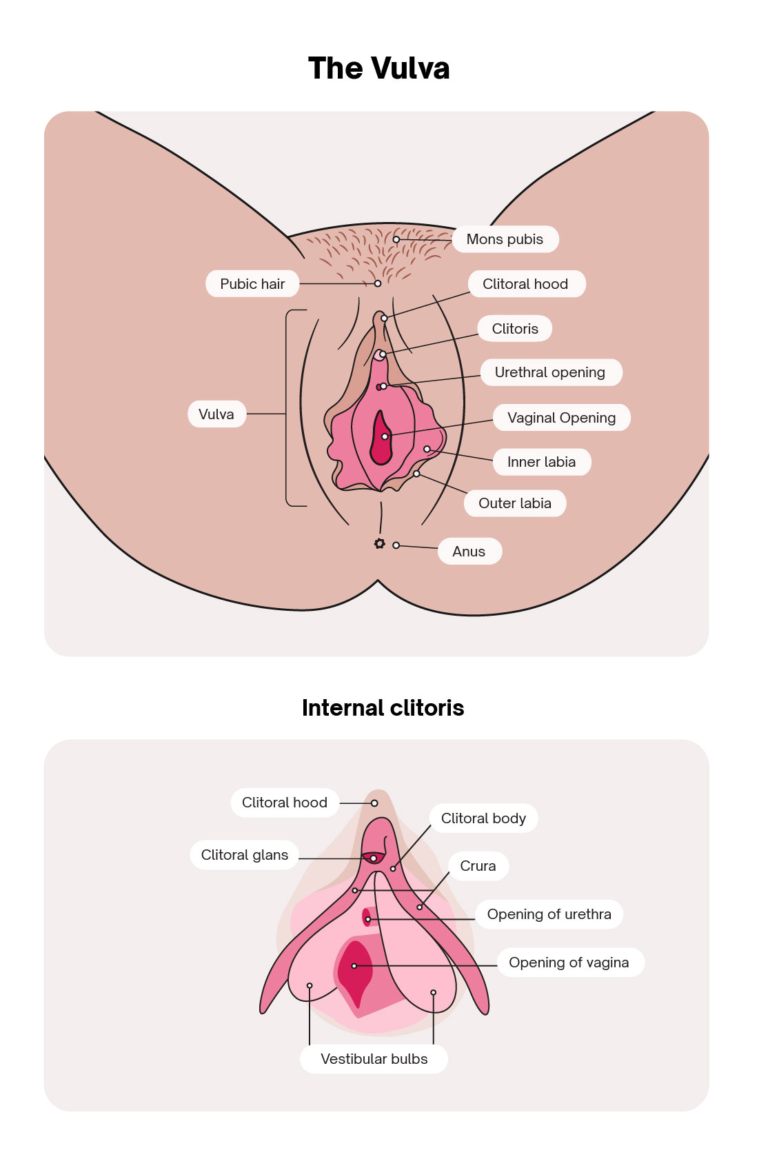 Diagram showing the different parts of the vulva and the internal clitoris