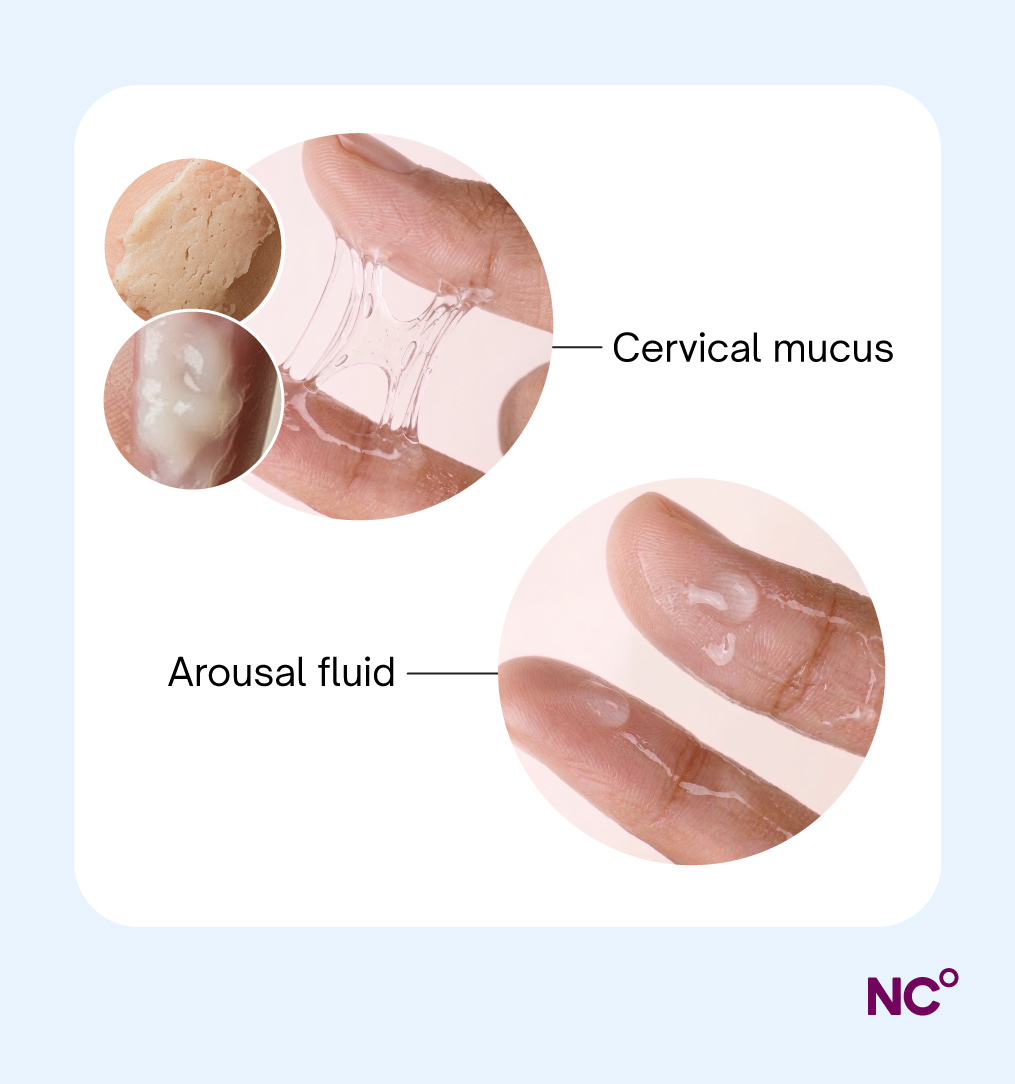 Infographic showing a realistic representation of the different types of cervival fluid (egg white, creamy and dry) and arousal fluid (which appears less stretchy and a clear but slightly milky hue)