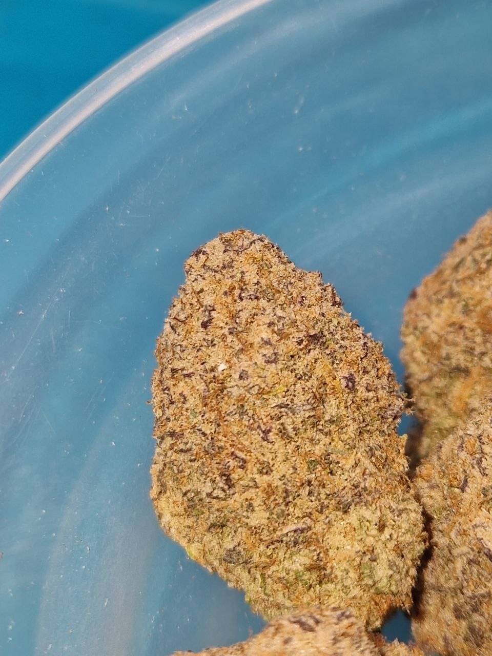 Apple Mintz (Cali USA)