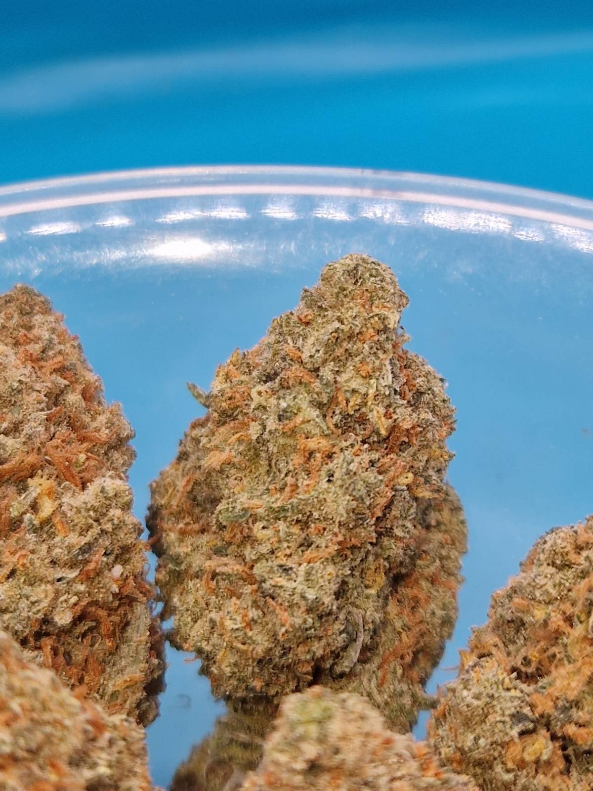 Amnesia Haze