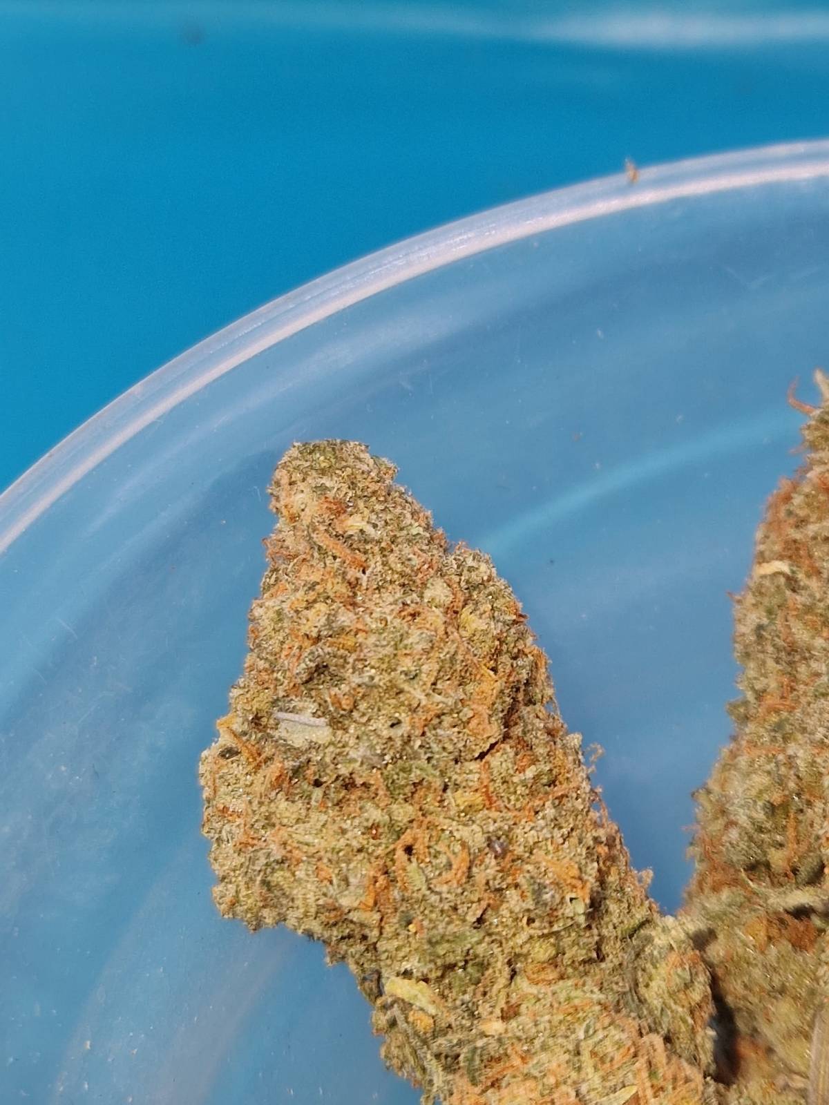 Amnesia Haze
