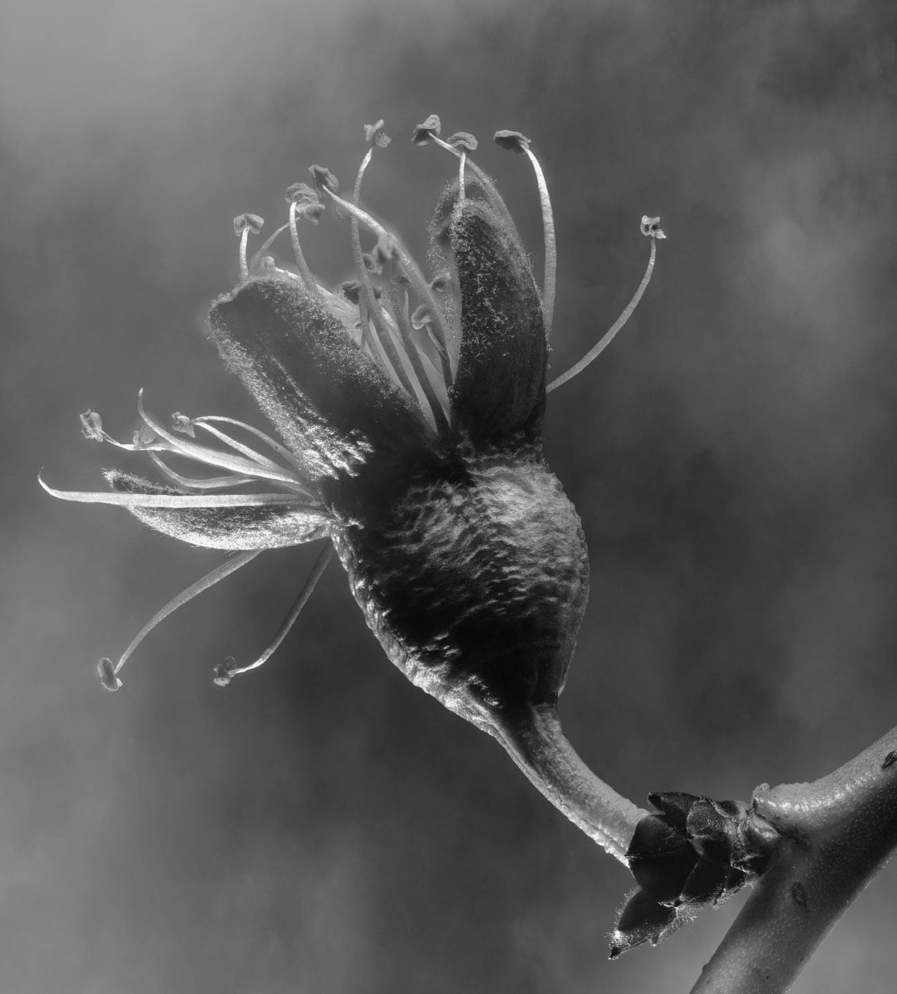 A flower