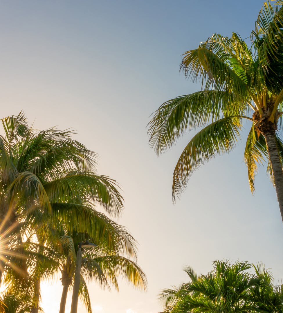 palm trees