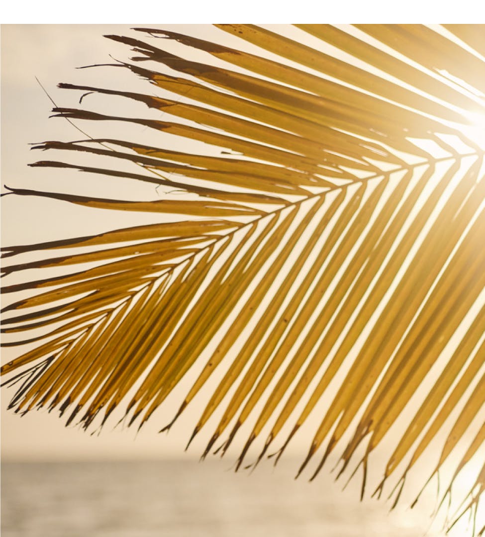 palm tree