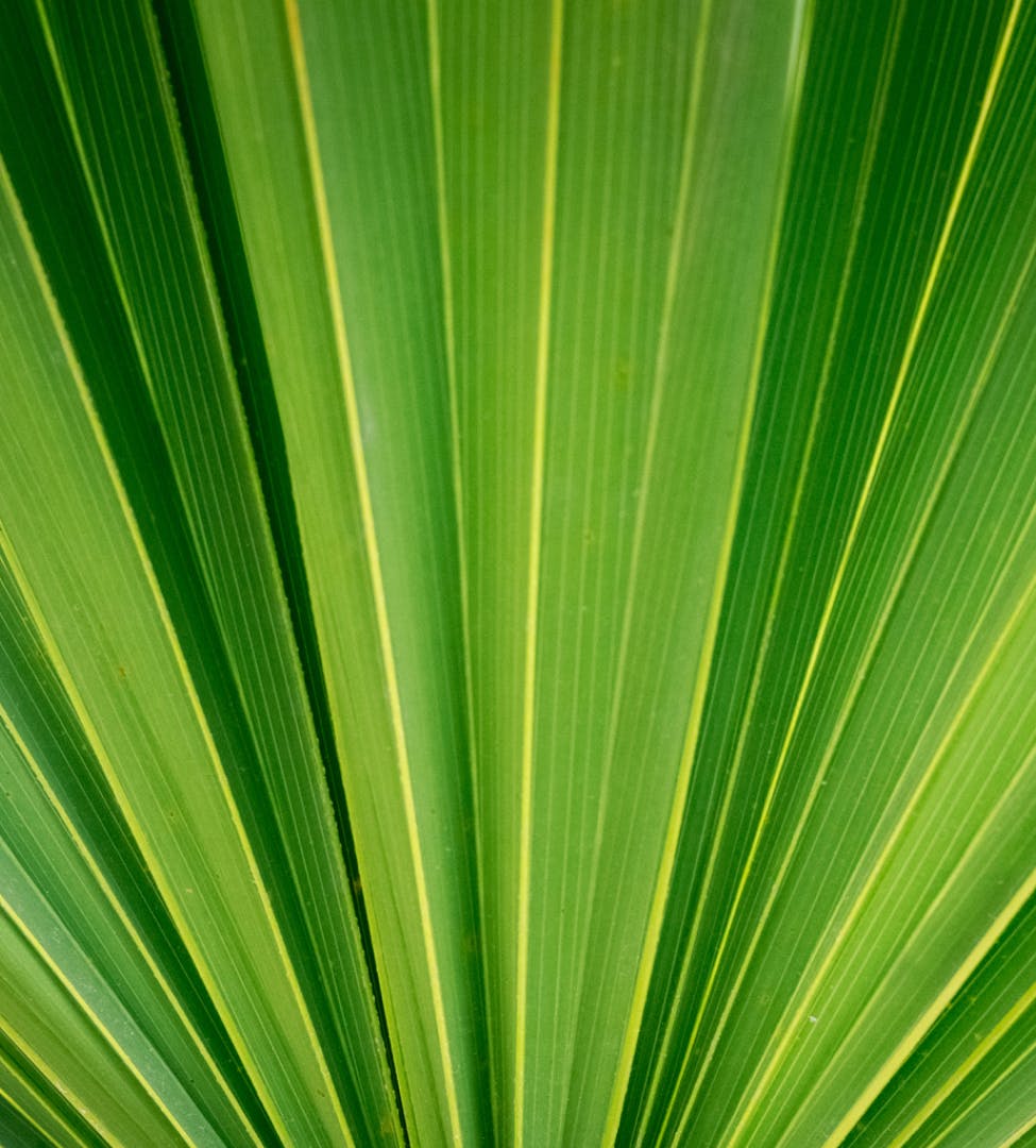 green leaves