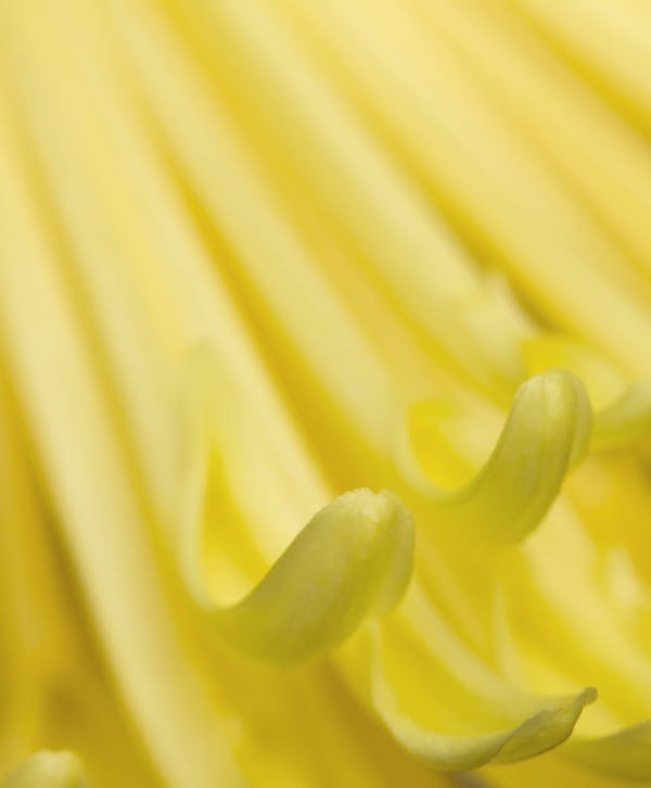 flower petals