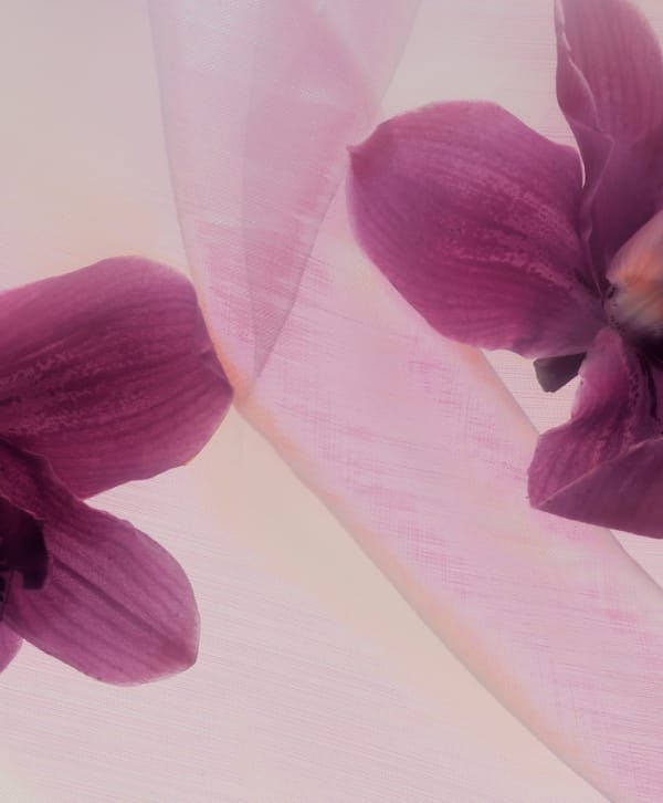 Purple flowers