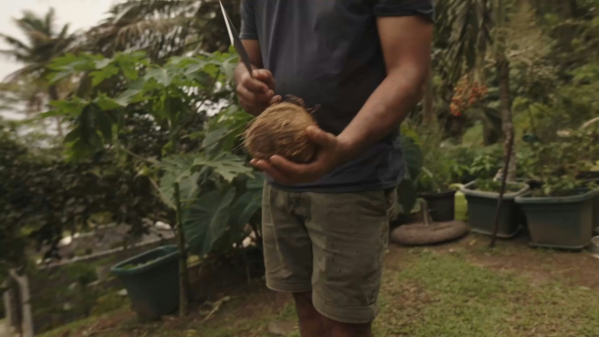 The Jungle Farm