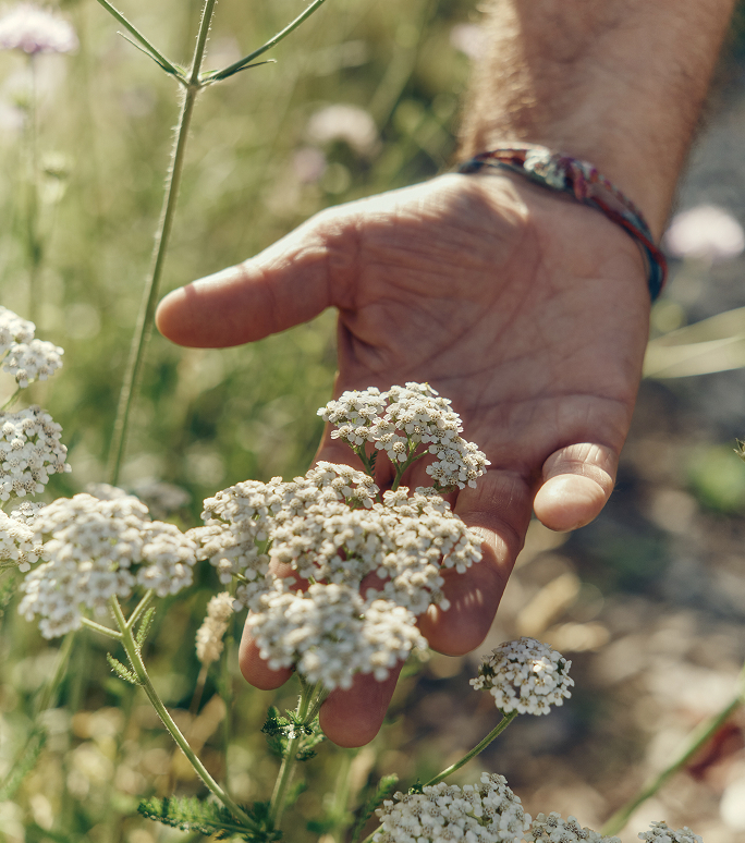 Hand gently cupping white yarrow flowers in a meadow