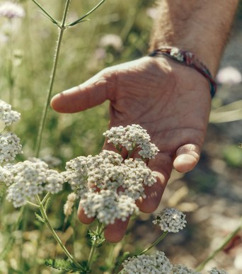 Hand gently cupping white yarrow flowers in a meadow