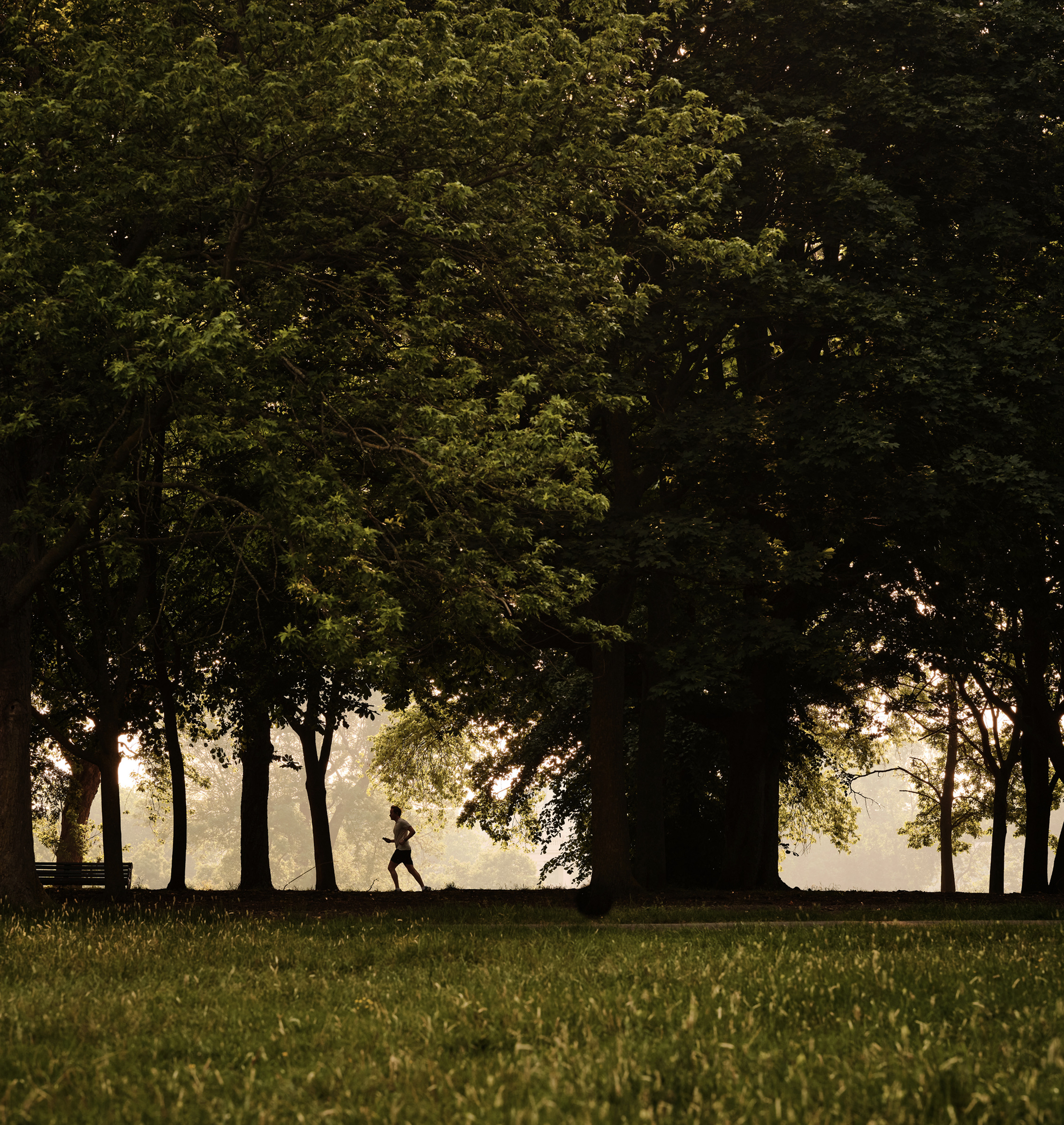 Runner silhouetted beneath tall trees on a misty morning in a London park
