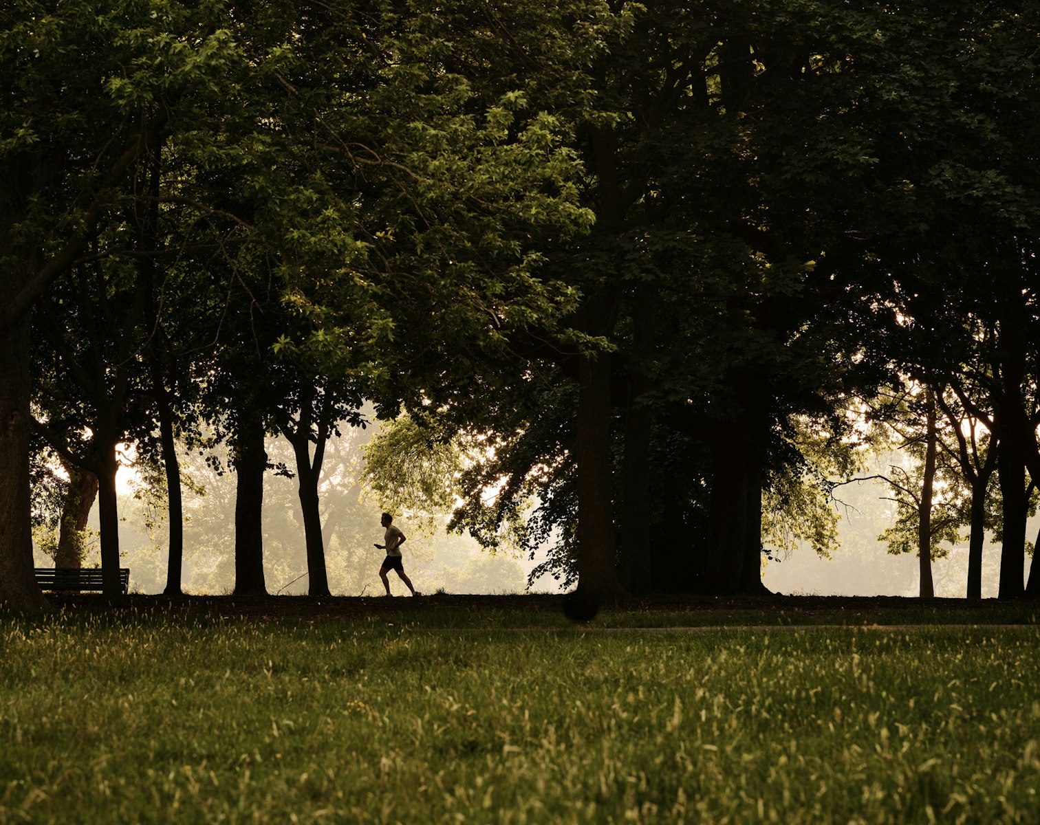 Runner silhouetted beneath tall trees on a misty morning in a London park