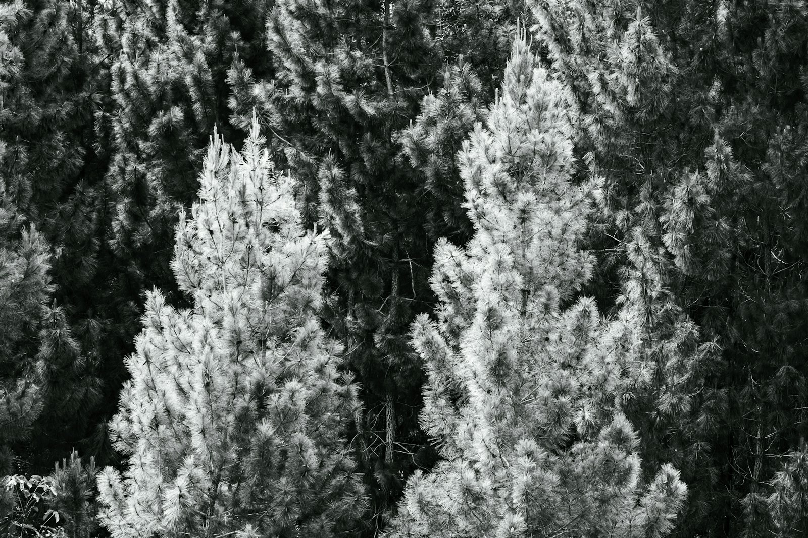 A black and white photo of a forest