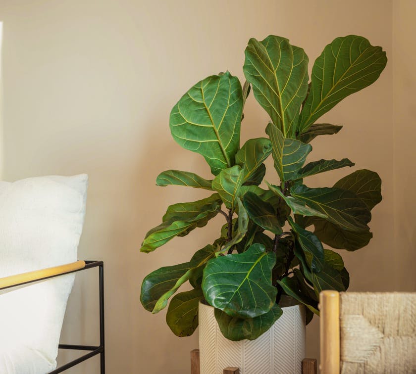 A green plant