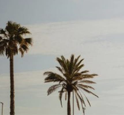 palm trees