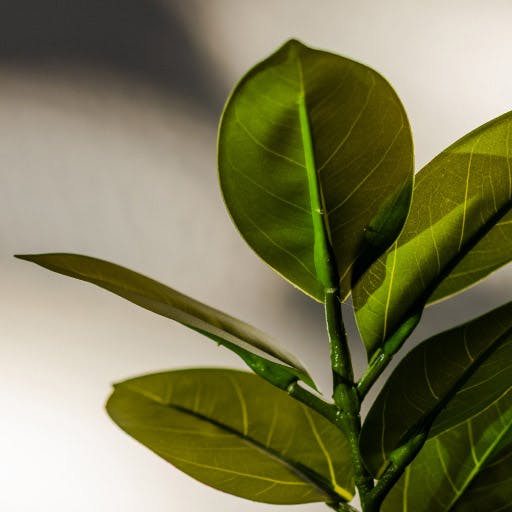 a plant