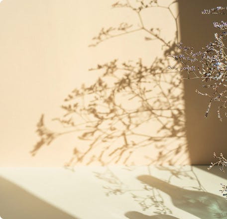 A plant's shadow