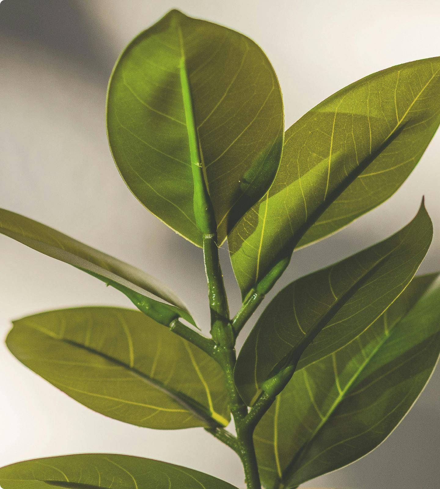 plant