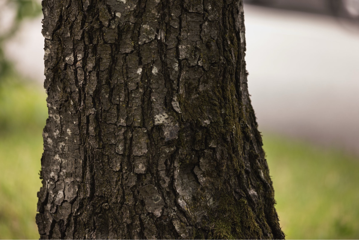 Close-up of tree bark covered in moss in the Erich Keller AG garden