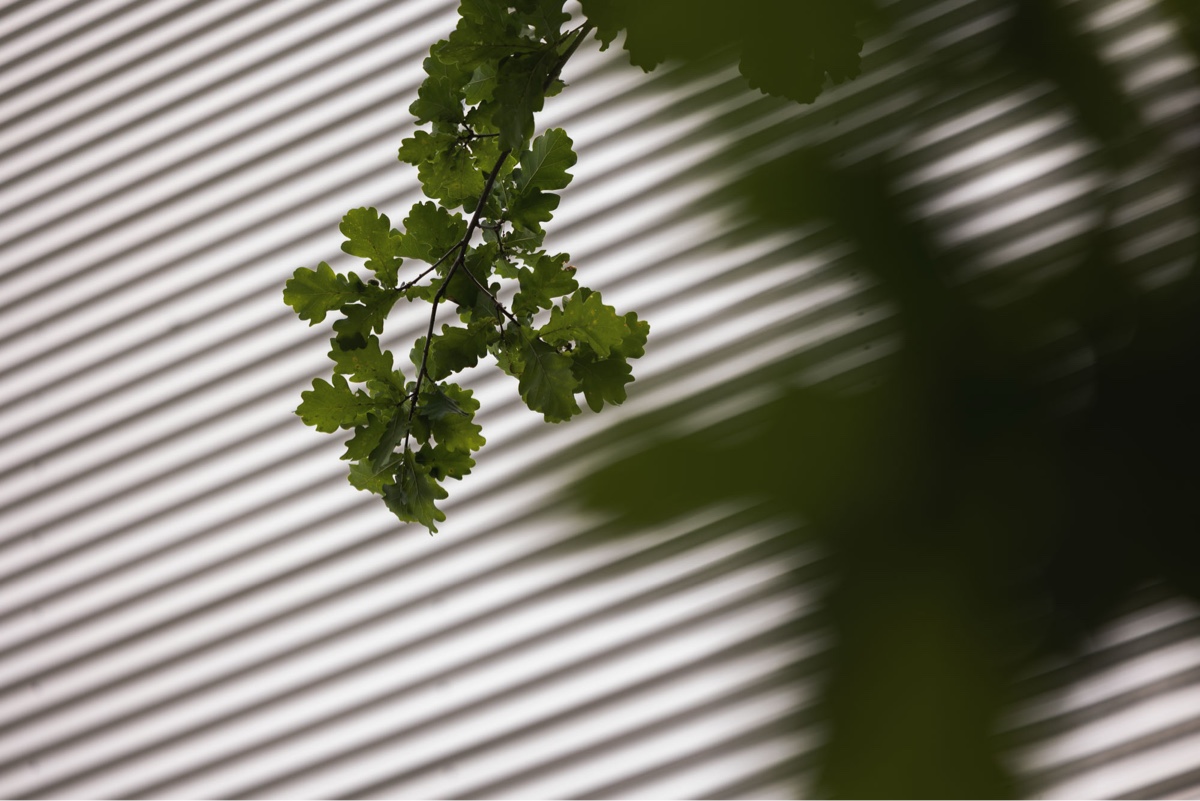 Oak leaves in front of the corrugated metal facade of the Erich Keller building