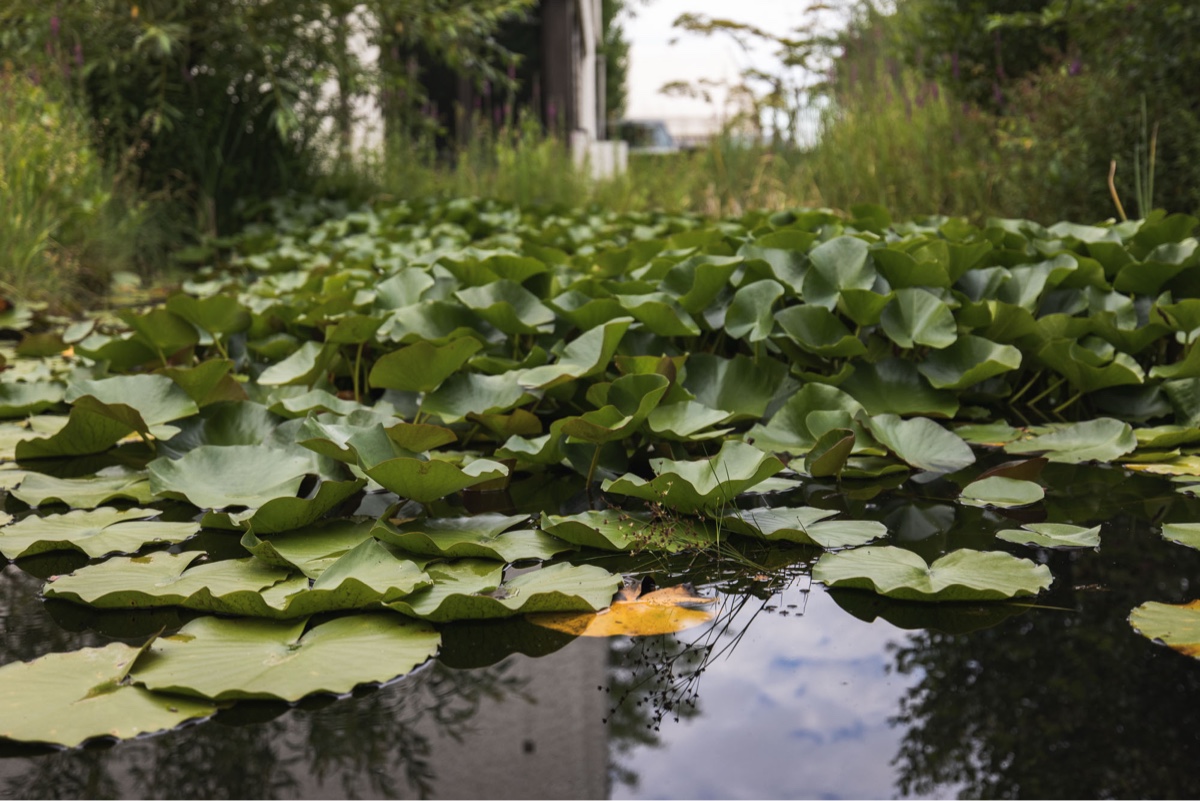 Garden pond covered in lily pads on the Erich Keller premises