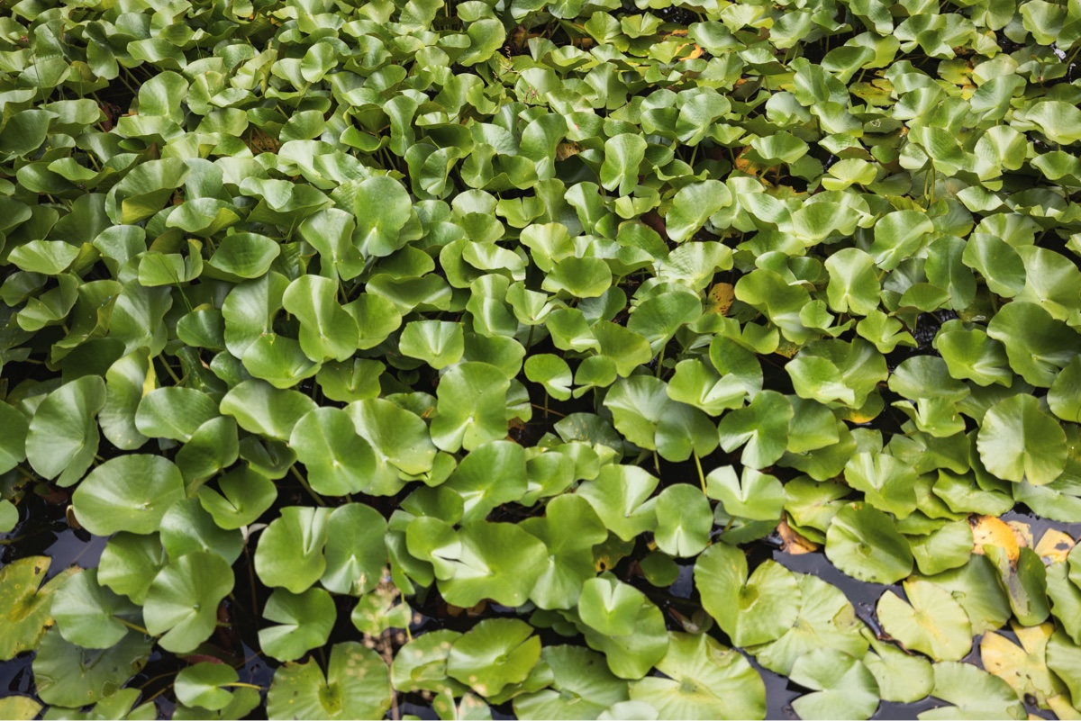 Nahaufnahme dichter Seerosenblaetter auf dem Teich als Beitrag zur Biodiversitaet