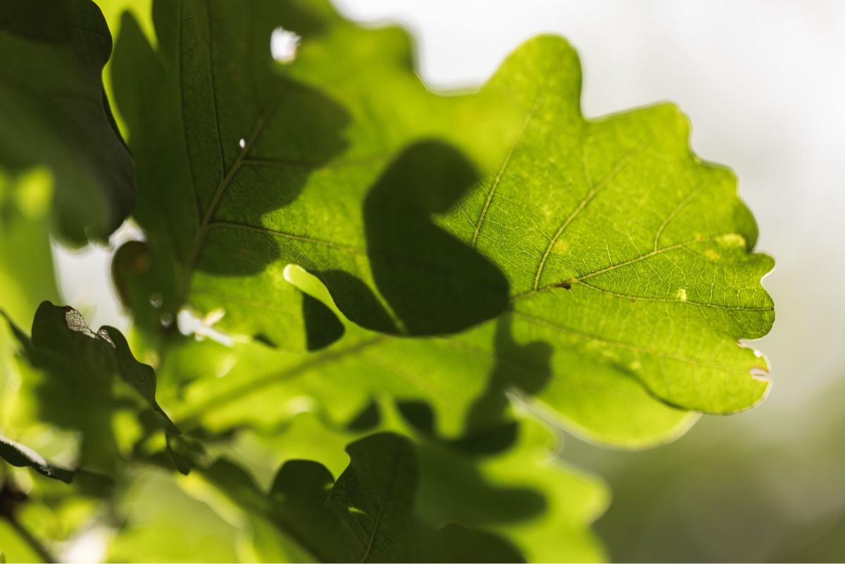 Sunlit oak leaf in the Erich Keller AG garden, symbolising sustainability