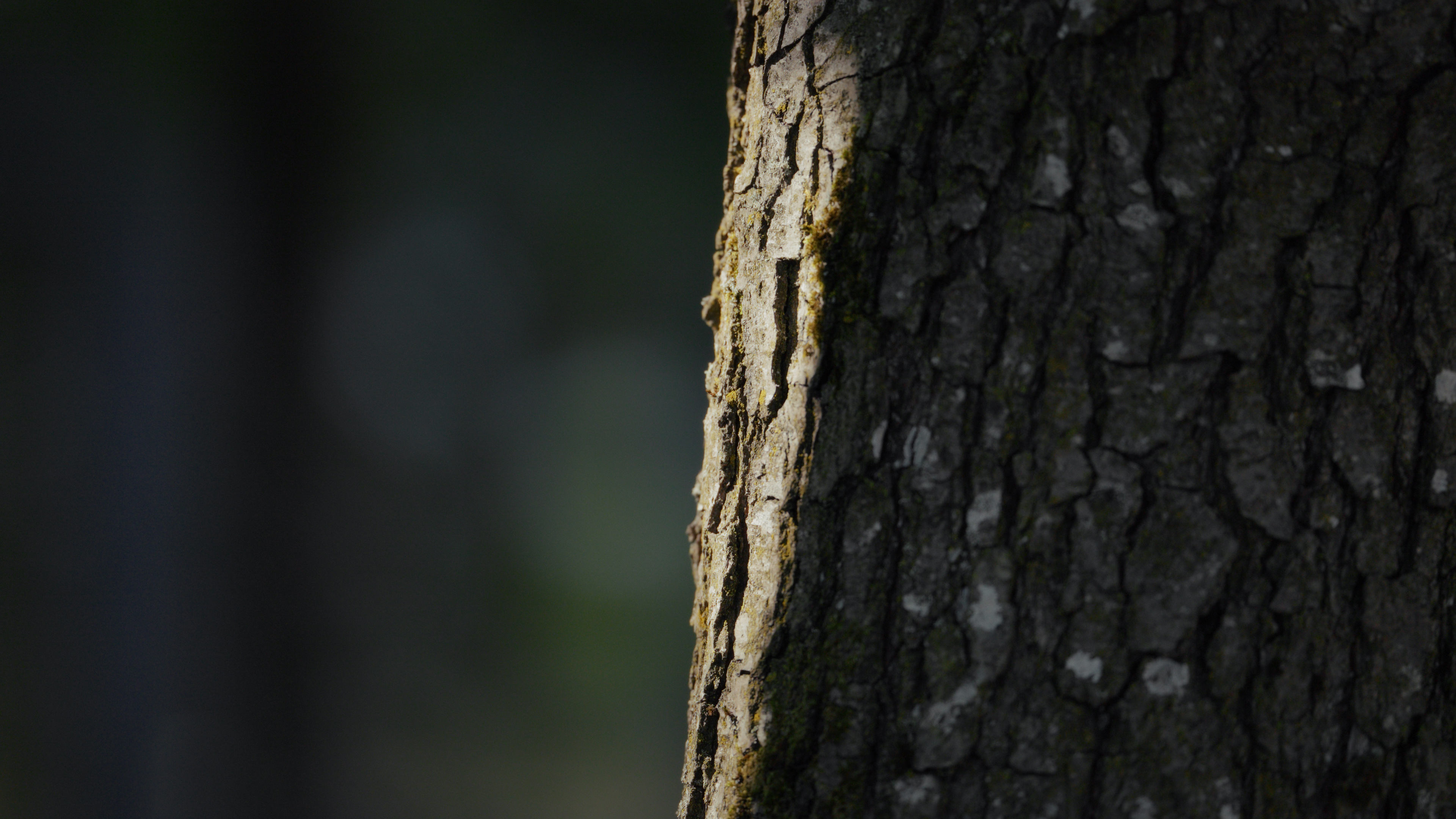 Close-up of gnarled tree bark against a blurred, dark forest background