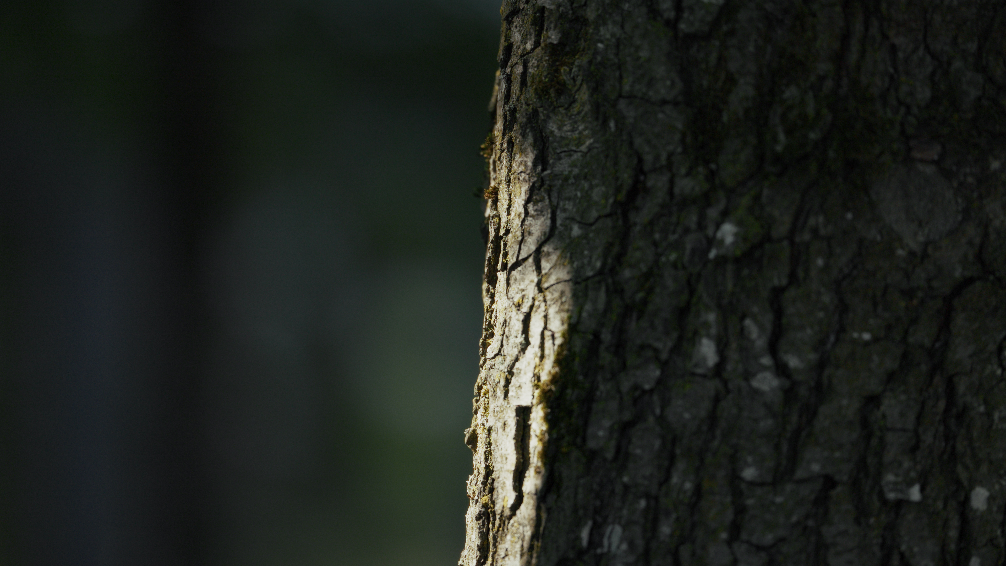 Close-up of textured tree bark lit by warm side light against a dark background