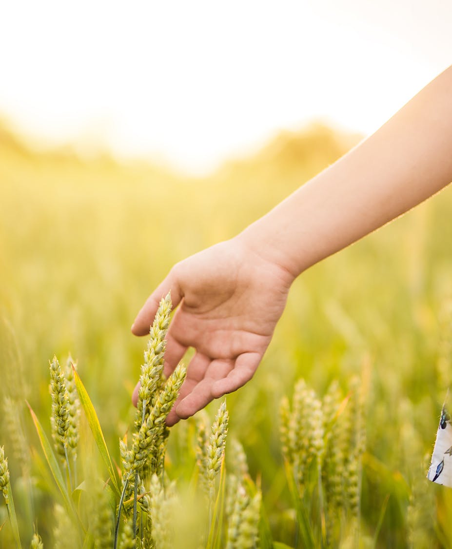 hand touching grass in a field
