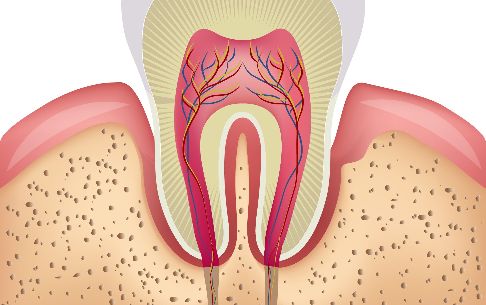 The anatomy of a tooth